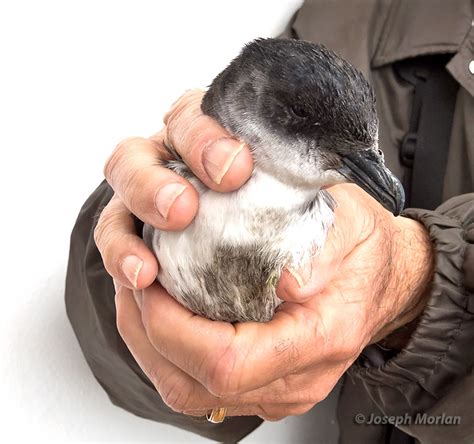 Peruvian Diving-Petrel (Pelecanoides garnotii)