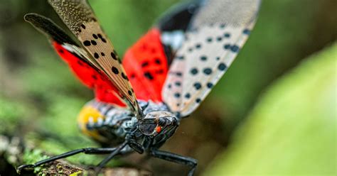 ’Tis the Season to Destroy Spotted Lanternfly Eggs