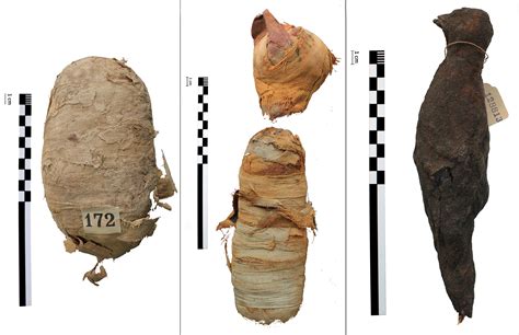 3D scans reveal secrets of mummified animals 2,000 years after death ...