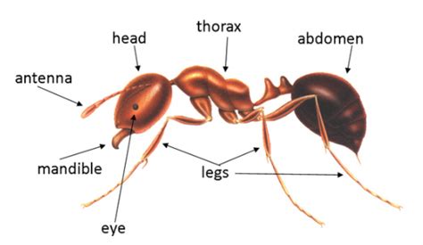 Ant: Ant Body Parts