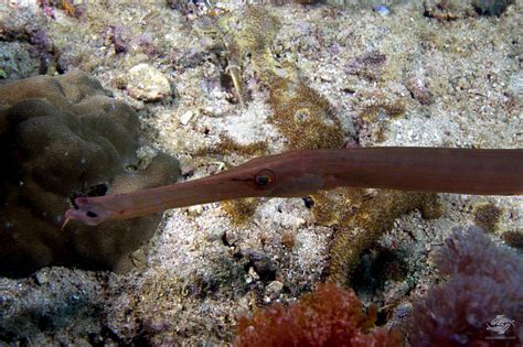 Trumpetfish - Facts and Photographs | Seaunseen