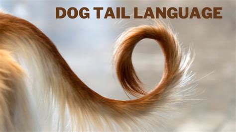 Understanding Dog Tail Language In 2024