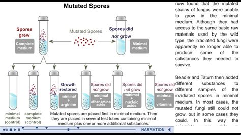 BEADLE AND TATUM EXPERIMENT PDF