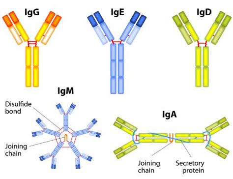 What is Antigen Binding? (with pictures)