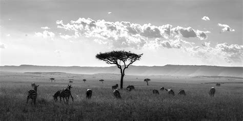 Join Our Kenya Wildlife Safari Photography Workshop in 2024