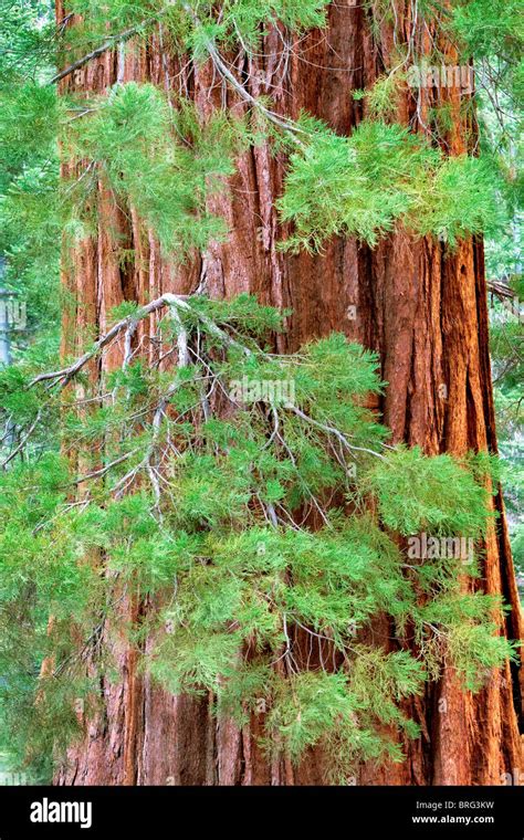 Giant Sequoia Tree Leaves