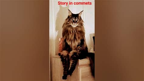 Alan Jones cat story - YouTube