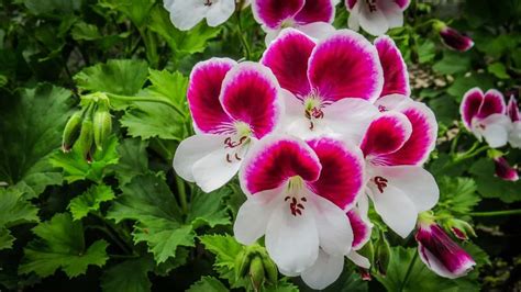 Types of Geraniums and their Characteristics