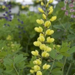 Baptisias: Collection of Varieties - Garden.org