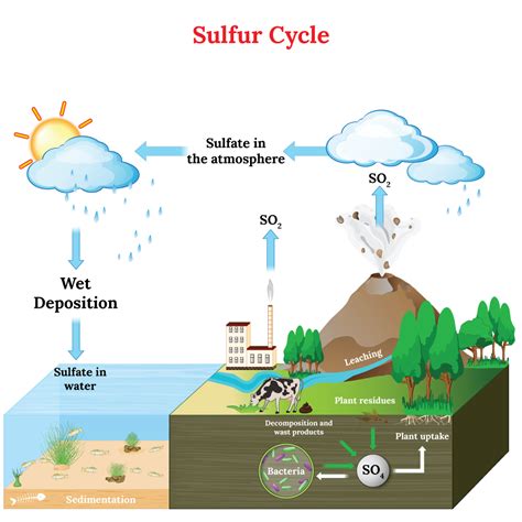 The Sulfur Cycle