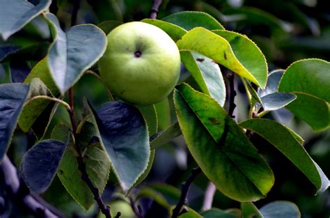 Pear Tree Free Stock Photo - Public Domain Pictures