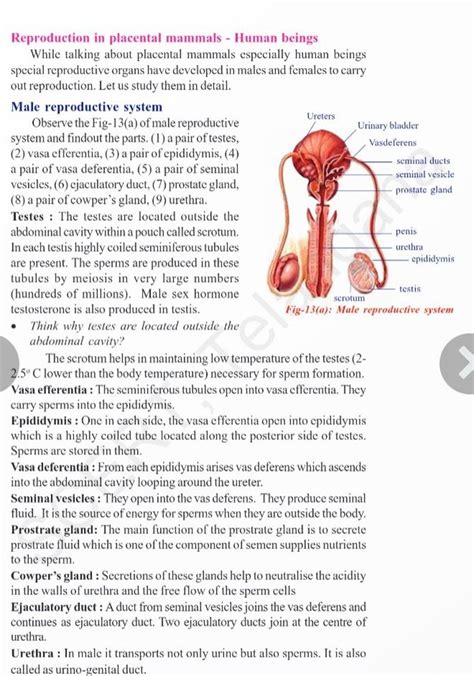 Reproduction in placental mammals - Human beings While talking about plac..