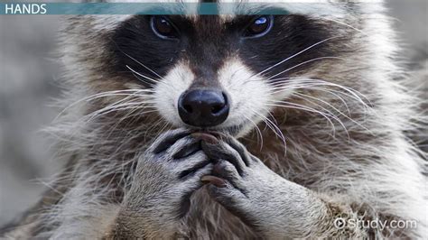 Raccoon Adaptations: Lesson for Kids - Lesson | Study.com