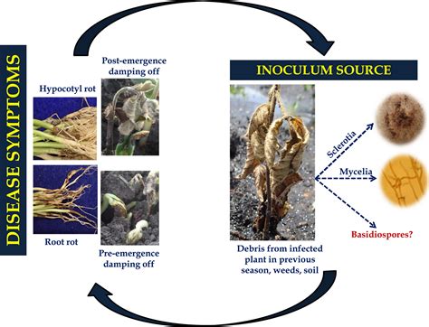 Rhizoctonia solani: taxonomy, population biology and management of rhizoctonia seedling disease ...