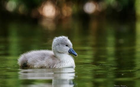 Images swan bird river Animals