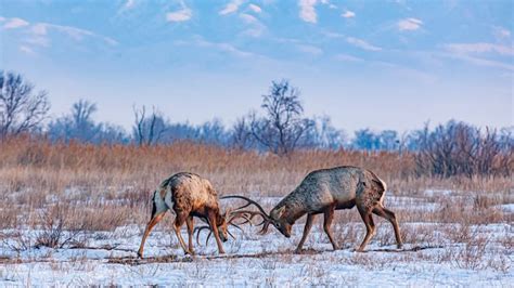 Open.kz is Lifelong Project, Says Kazakh Wildlife Photographer - The Astana Times