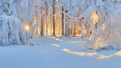 sunrise, Winter, Nature, Forest, Snow, Landscape, Trees, Sun Rays, White, Cold, Sunlight, Frost ...
