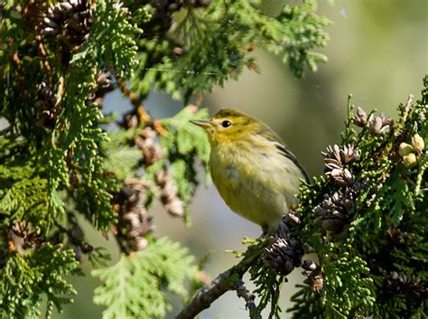 0P7A7322 Blackpoll Warbler, Canada, fall migration | Flickr