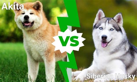 Akita vs Siberian Husky: What’s the Difference? - A-Z Animals