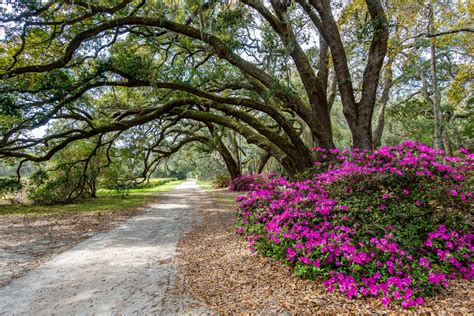 Plantation03: Tea Plantation South Carolina / Charleston Tea Plantation ...