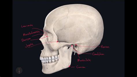 Craniometric Points Part 2 - YouTube
