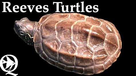 Reeves Turtle Setup - YouTube