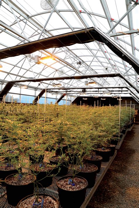 Understanding Greenhouse Lighting | GrowSpan