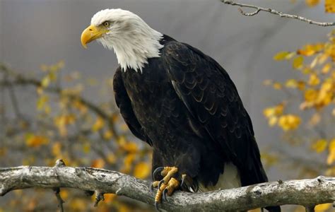 Eagle Facts, Types, Characteristics, Habitat, Diet, Adaptations