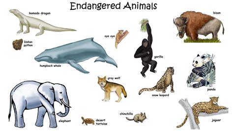 Best Endangered Animals List With Pictures And Names - Animal Enthusias Blog