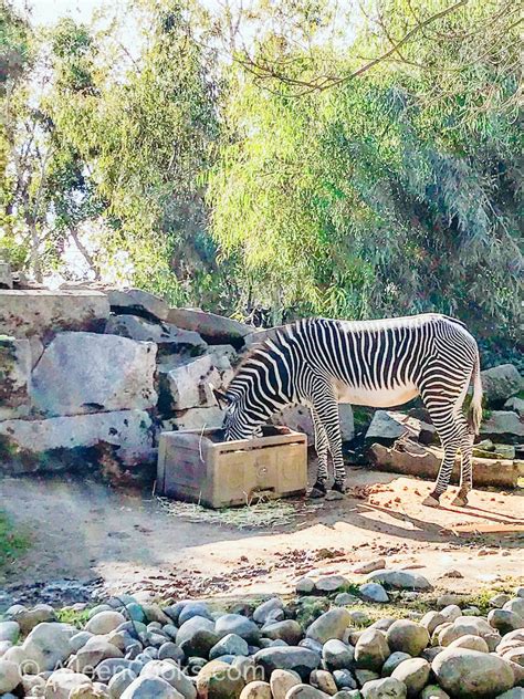 Visiting the Sacramento Zoo in 2021 - Aileen Cooks