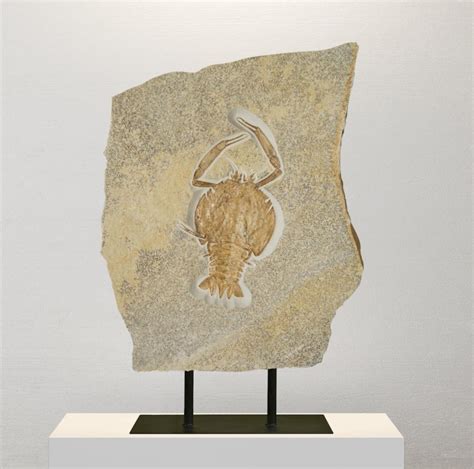 Crustaceans, Insects and Other Fossils for Sale – Fossil Realm