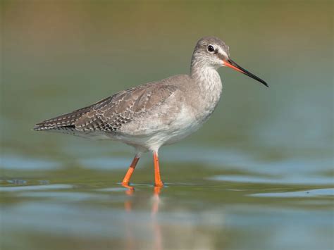 Spotted Redshank Bird Facts (Tringa erythropus) | Birdfact