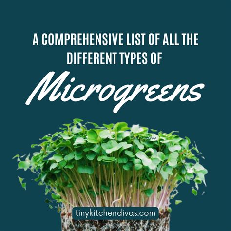 A Comprehensive List Of All The Different Types Of Microgreens in 2022 ...