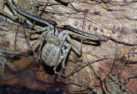 ShukerNature: IT'S THE BIGGEST AMBLYPYGID IN THE WORLD! WHIPPING UP SOME INTEREST IN WHIP SCORPIONS