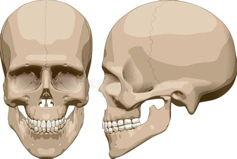 Human Skull (male). Vector Illustration Stock Vector - Illustration of head, warning: 47473021