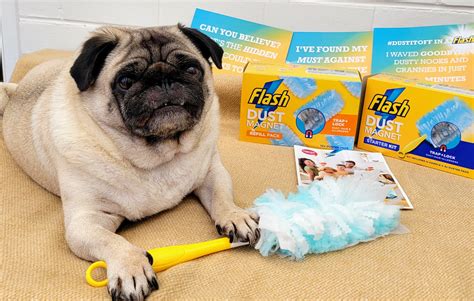 Flash dust magnet duster reviews in Household Cleaning Products - ChickAdvisor