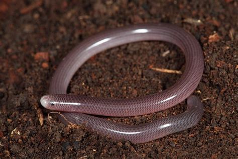 A new species of Anilios (Scolecophidia: Typhlopidae) from Central Australia - The Australian Museum