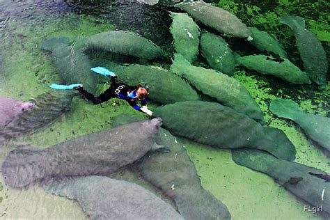 "Save the Manatees, Blue Springs State Park" by FLgirl | Redbubble