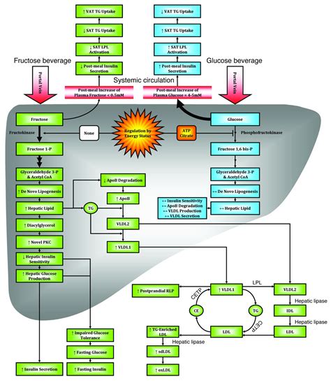 What is Fructose? Why is High Fructose Corn Syrup Bad?