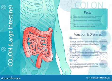 Human Colon Anatomy Royalty-Free Stock Image | CartoonDealer.com #70432720