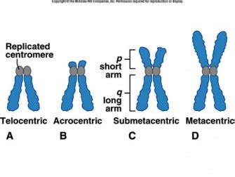 darbas komponentas patogu metacentric chromosome - wctleadership.org