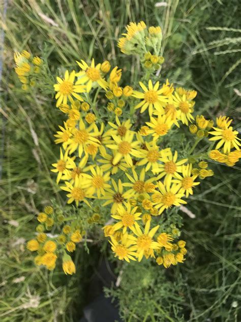 Ragwort Poisoning