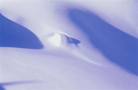 Where Is The Arctic Desert? - WorldAtlas.com