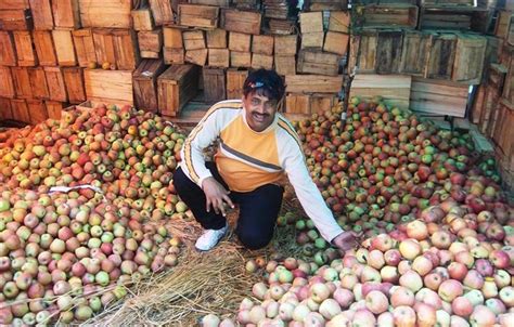 Apple Garden Kashmir | Fasci Garden