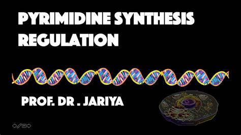 PYRIMIDINE SYNTHESIS REGULATION - YouTube