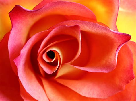 Stunning Flowers in Close-Up: Macro Floral Photos - ABC News