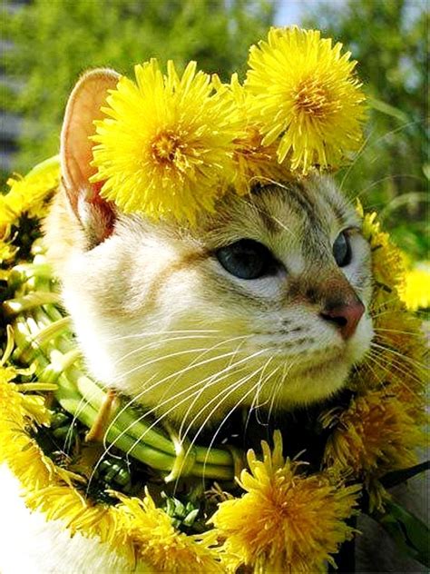 Cat Flower Crown | Cute animals, Pretty cats, Cute cats