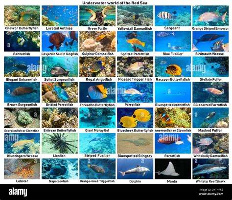 Caribbean Tropical Fish Identification Chart