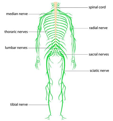 What Is the Sacral Nerve? (with pictures)