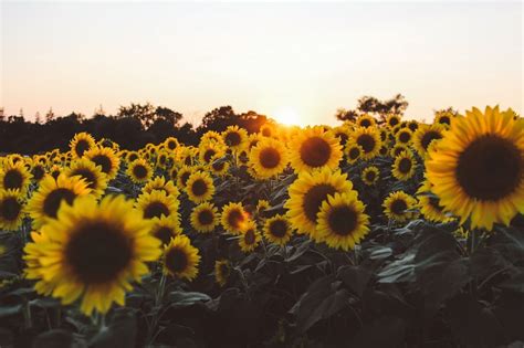 Sunflower Backgrounds - Yellow Aesthetic Laptop Background (#143769) - HD Wallpaper ...